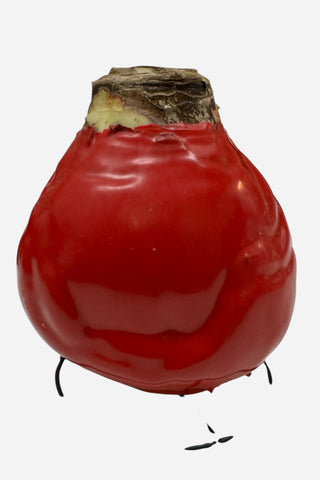 Daylily Nursery, Minerva Red Wax Base Daylily Bulb