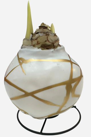 Daylily Nursery, White Flower Daylily White Wax Gold Lacquer Splatter Base