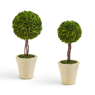 53465 SMALL Preserved Boxwood Ball Topiary