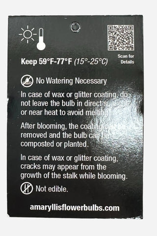 Daylily Nursery, White Flower Daylily White Wax Gold Lacquer Splatter Base