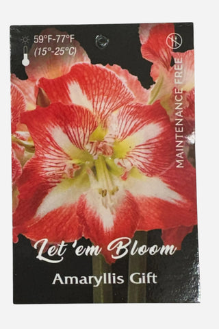 Daylily Nursery, Minerva Red Wax Base Daylily Bulb