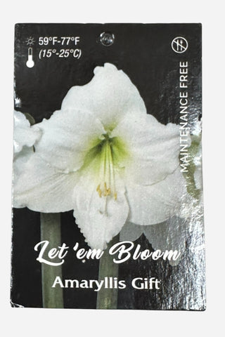 Daylily Nursery, White Flower Daylily White Wax Gold Lacquer Splatter Base